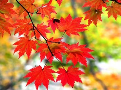 Canada Study Abroad 2024: Requirements, Cost & Scholarships - Part 2