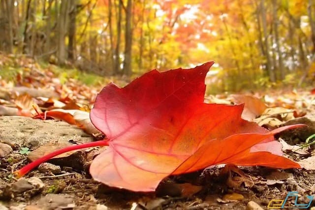 Quy trình trước, trong và sau khi xin Thư mời nhập học Canada