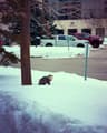 Business Administration (Laurier) and Mathematics (Waterloo) Double ...